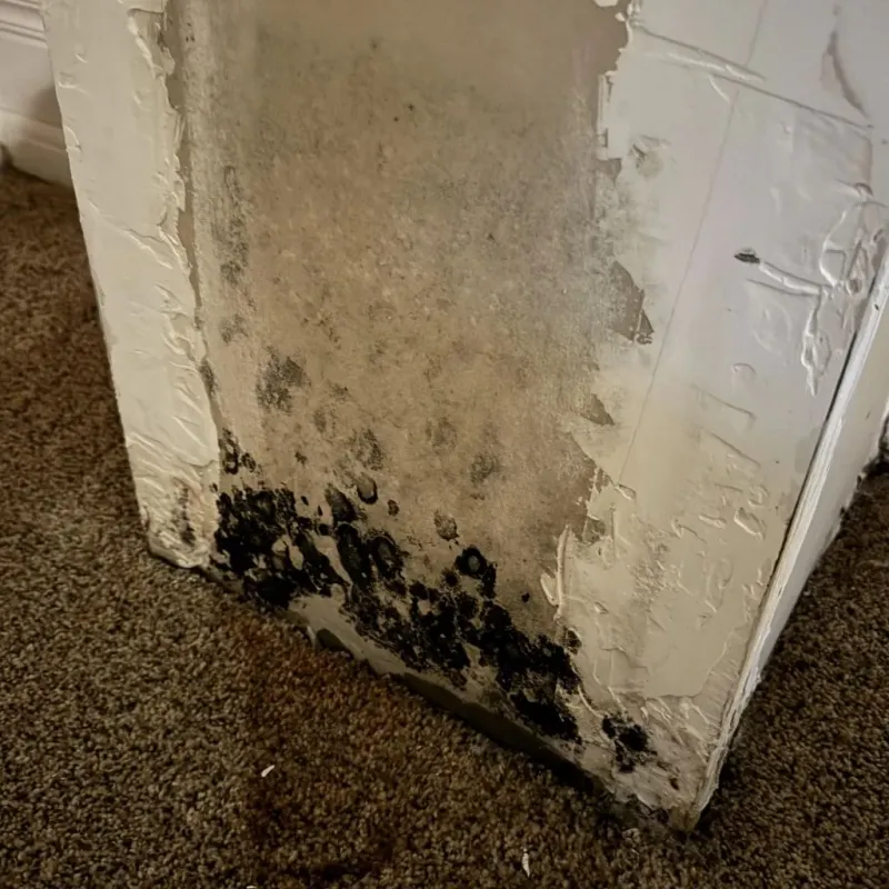 Professional Mold Removal in Harrisburg, NC